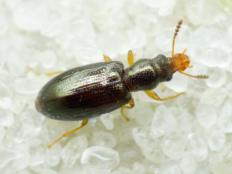 Salpingus planirostris (Fabricius, 1787)